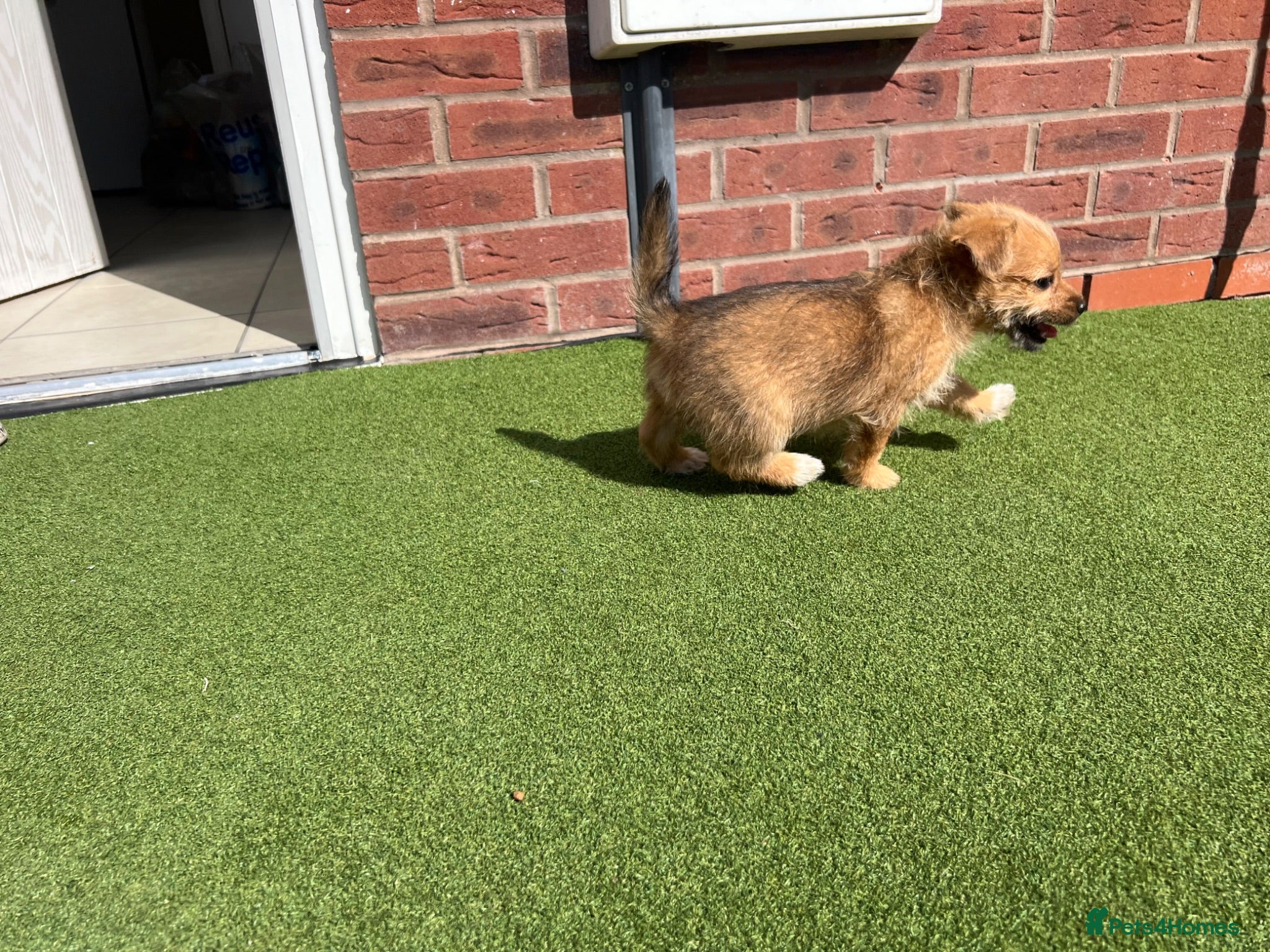 Mixed Breed dogs Puppies for sale - Advert 2