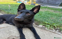 German Shepherd dogs for sale: Female German Shepherd - Image 4