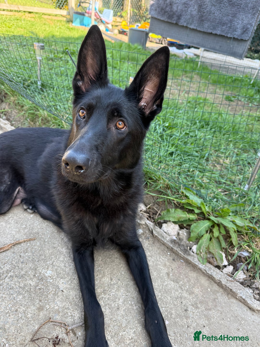 German Shepherd dogs for sale: Female German Shepherd - Image 4