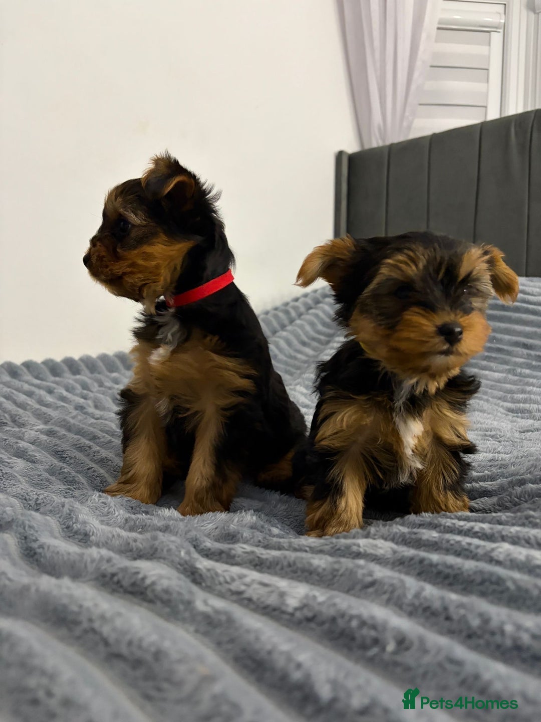 Yorkshire Terrier dogs for sale: Beautiful Yorkshire terrier Boys ready now 😻 - Advert 10