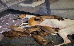 Whippet dogs for sale: 8 KC gorgeous pups, 4 boys & 4 girls. - Image 9