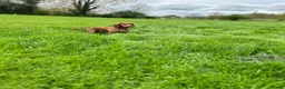 Cocker Spaniel dogs for stud: Working Cocker Spaniel at Stud (Proven) in Wolverhampton - Advert 10