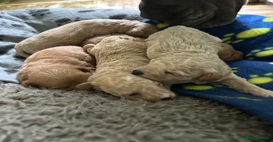 Maltipoo dogs - Advert 2