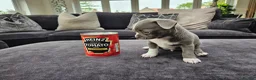 Chihuahua dogs for sale: Only 1 left ## Smoothcoat Chihuahua puppy for sale - Advert 4