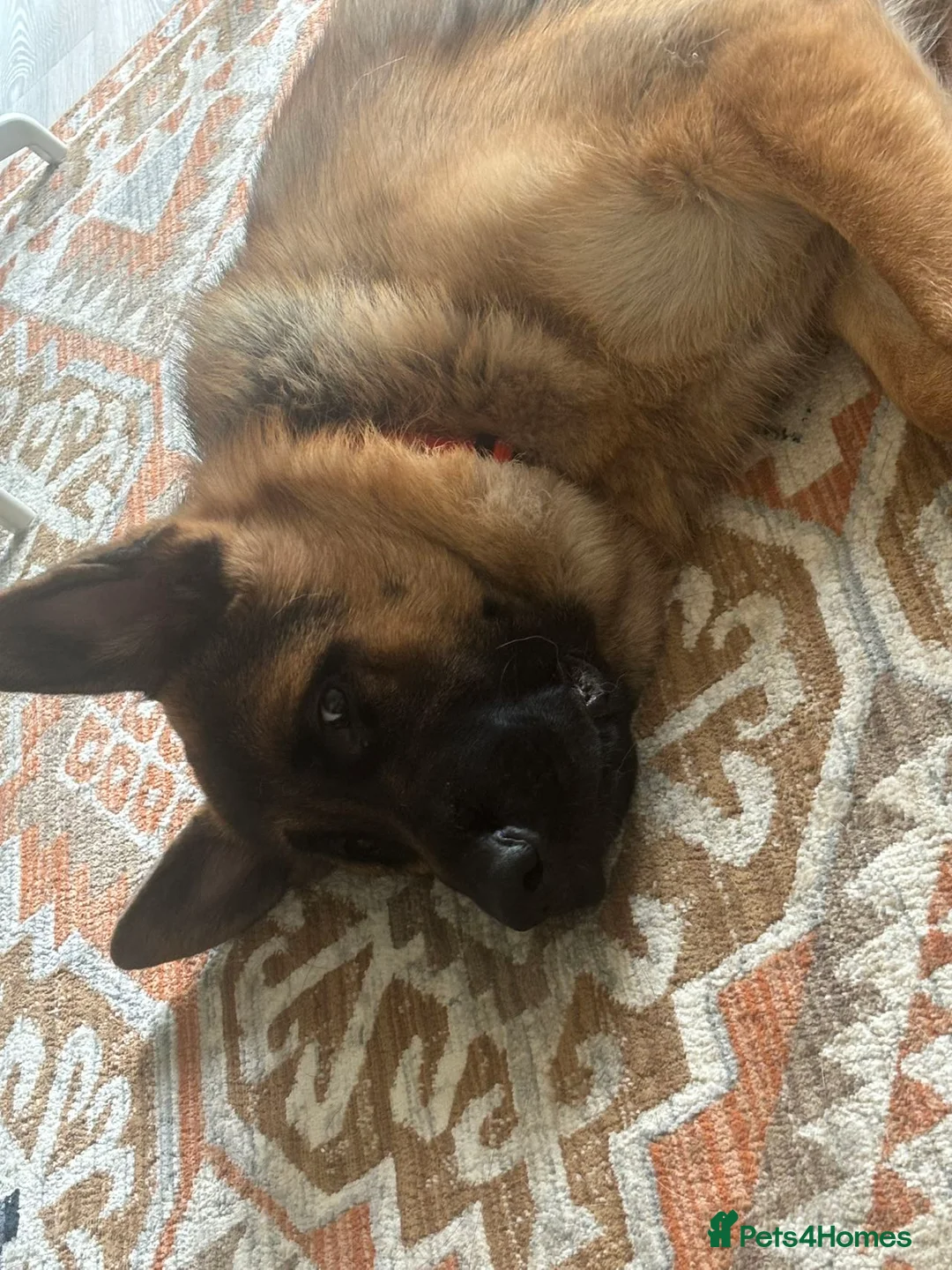 German Shepherd dogs for sale: Beautiful KC registered German Shepherd Boy in Hatfield - Advert 2