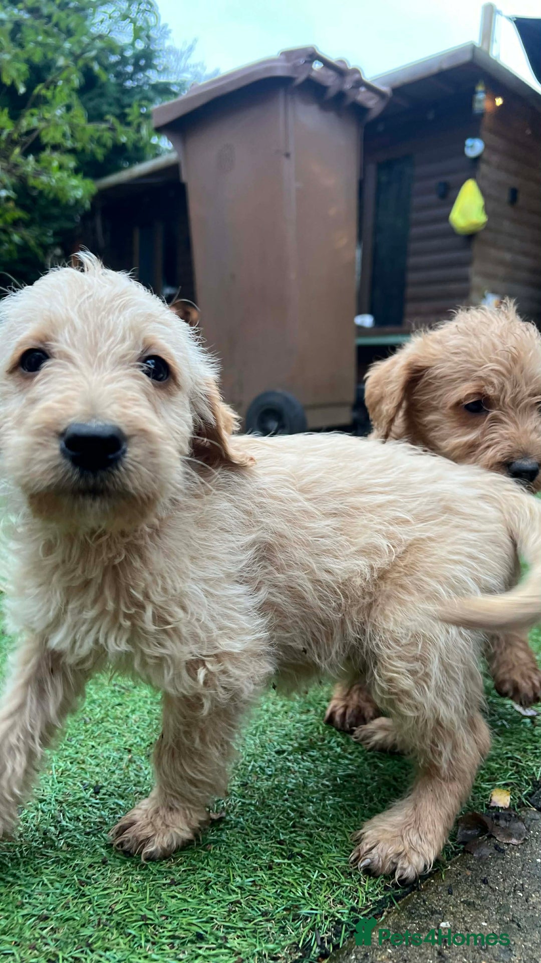 Labradoodle dogs for sale: Ready to go! gorgeous Teddy-Labradoodles - Advert 16