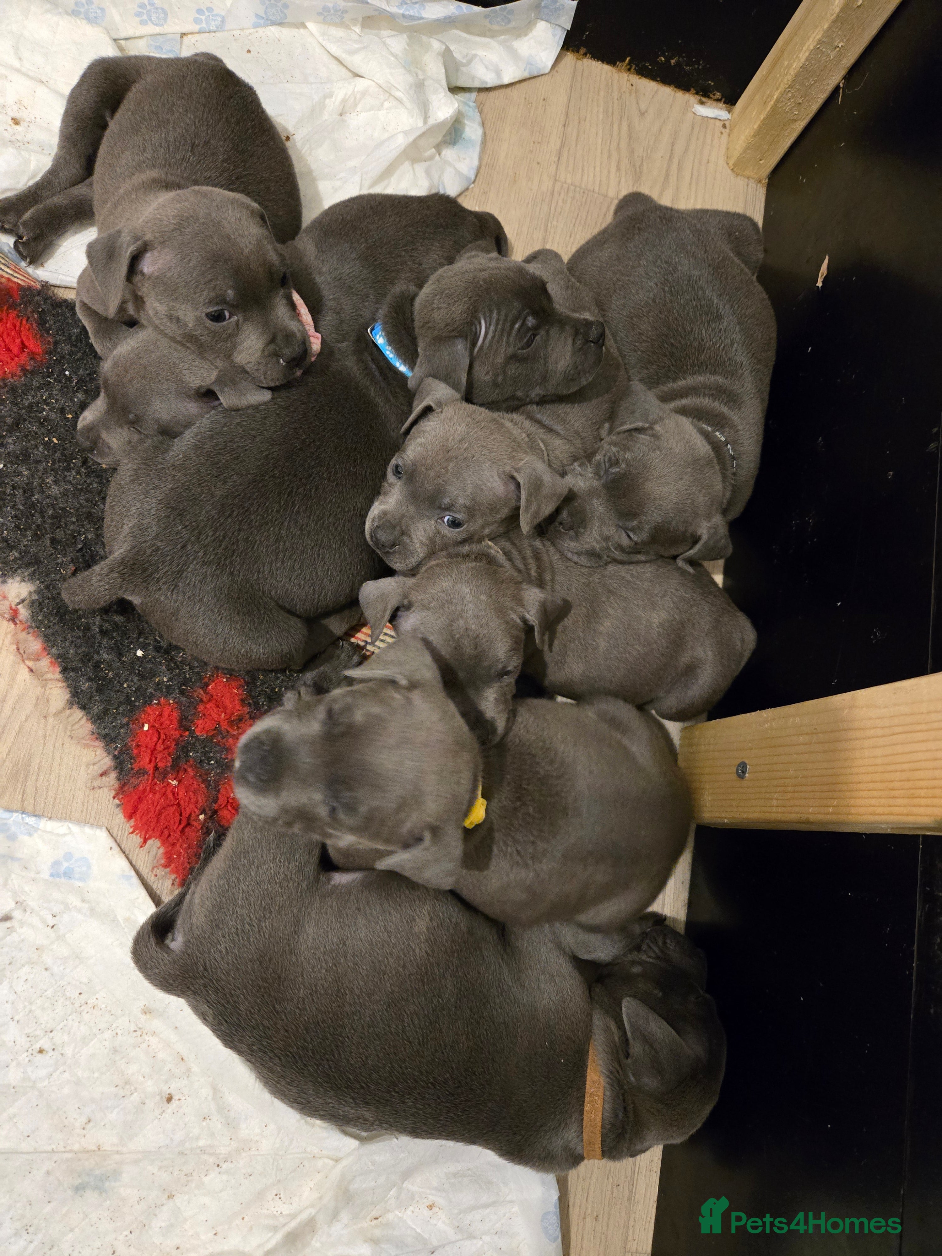 Staffordshire Bull Terrier dogs Blue Staffy Puppies 🐶 - Advert 2