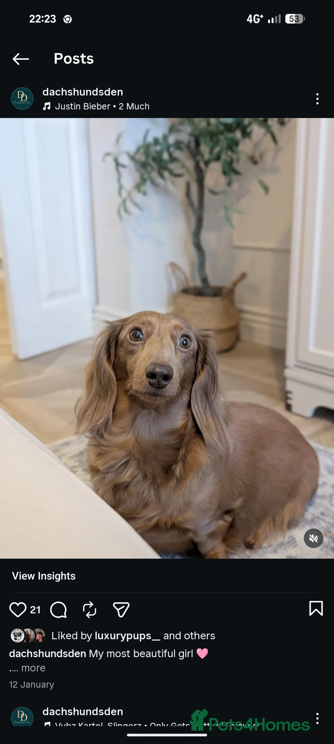 Miniature Dachshund dogs for sale: KC registered longhaired miniature dachshunds  in Birmingham - Advert 25