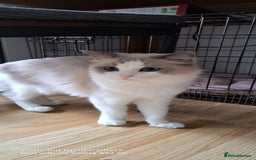 Ragdoll cats for sale: GCCF reg Beautiful Queen  - Image 2