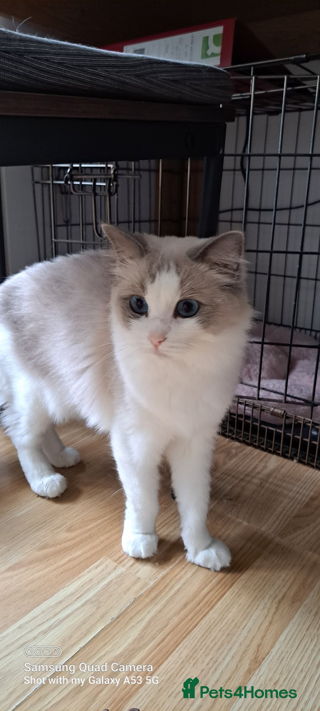 Ragdoll cats for sale: GCCF reg Beautiful Queen  - Image 2