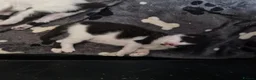 Mixed Breed cats for sale: Beautiful kittens  - Advert 6