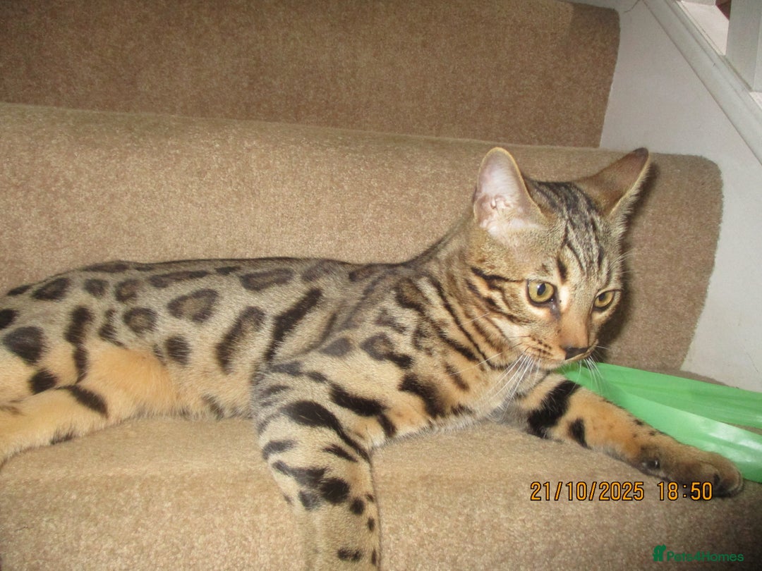 Bengal cats for sale: pedigree male bengals - Advert 16