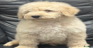 Mixed Breed dogs F1B SAINTBERNADOODLE  CREAM BOY  BLACK /WHITE GIRL - Advert 14