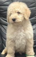 Mixed Breed dogs F1B SAINTBERNADOODLE CREAM BOY BLACK /WHITE GIRL - Advert 14