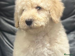 Mixed Breed dogs F1B SAINTBERNADOODLE FULL VET CHECKED ALL HEALTHY - Advert 2