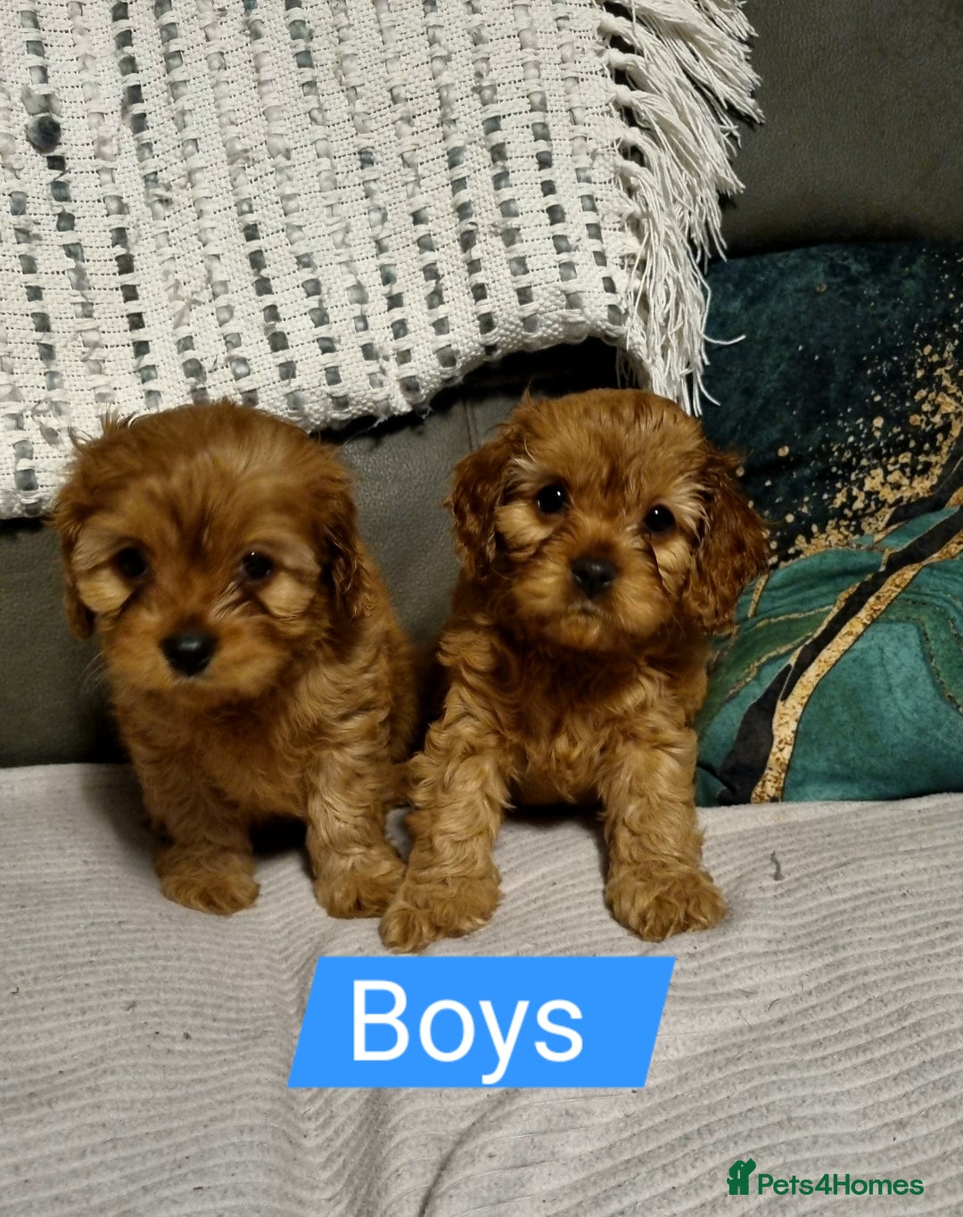 Cavapoo dogs for sale: DNA TESTED ❤️2 girl left ❤️fox red miniature  - Advert 14