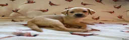 Labrador Retriever dogs for sale: KC LABRADOR RETRIEVER PUPPIES - Advert 6