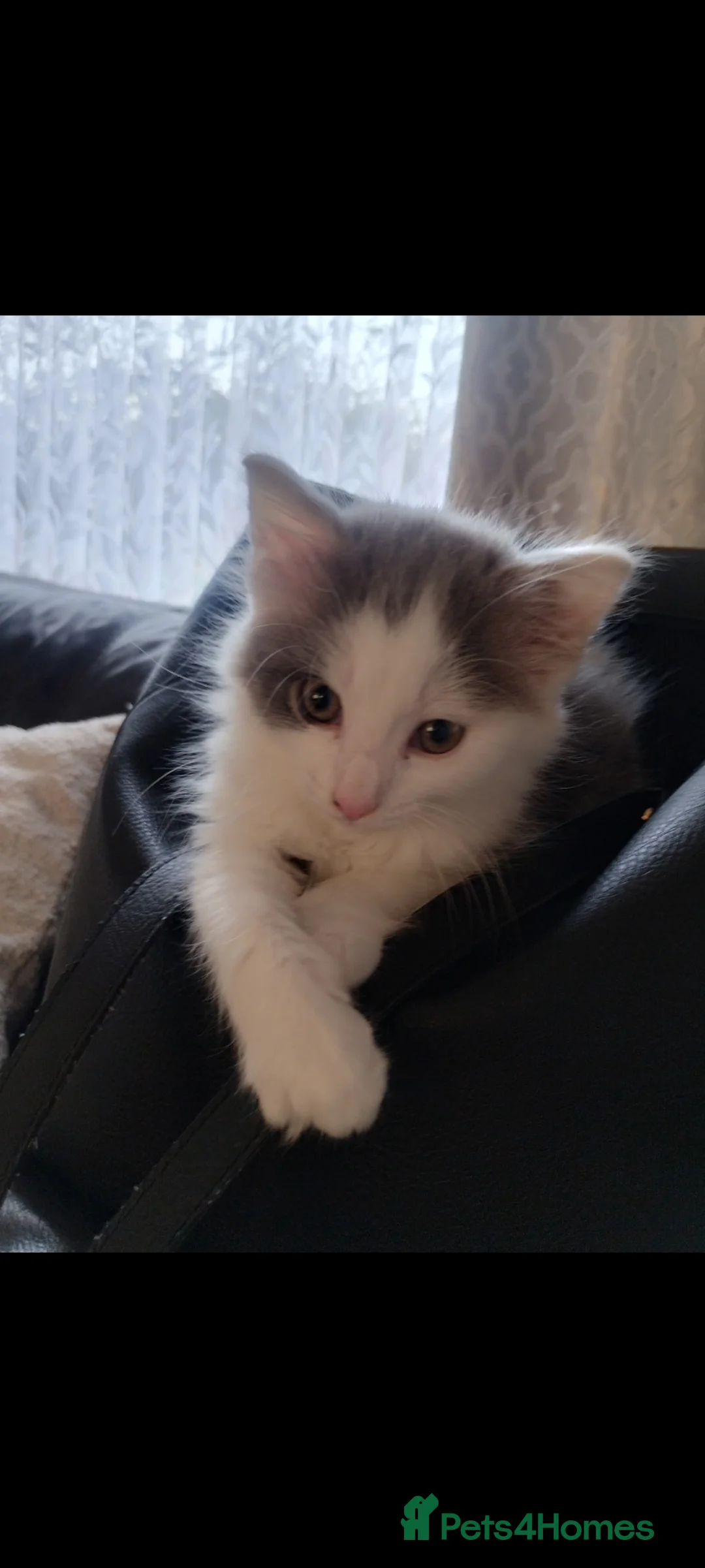 Mixed Breed cats for sale: One little male kitten  - Advert 7
