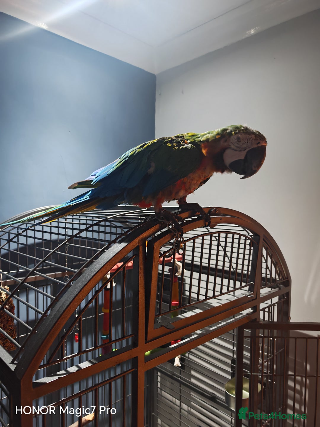 Macaws birds for sale: Harlequin macaw - complete set up  - Advert 2