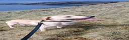 Labrador Retriever dogs for sale: RONNIE - Advert 9