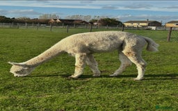 Alpaca livestock for sale: Starter herd 3 female alpaca with pregnant female  - Image 3