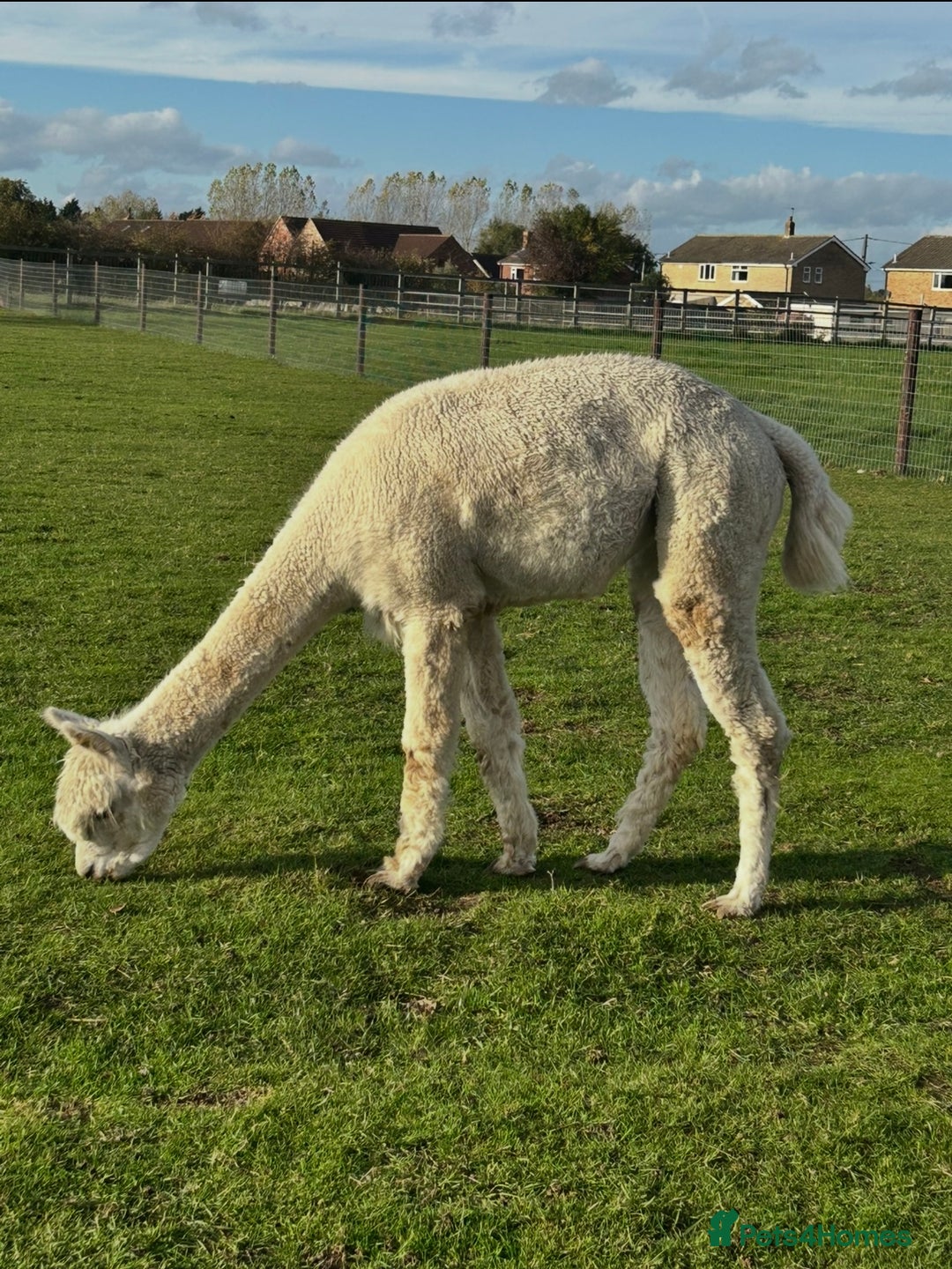 Alpaca livestock for sale: Starter herd 3 female alpaca with pregnant female  - Image 3