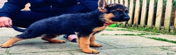 German Shepherd dogs for sale: German Shepherd Puppies for Sale — Only 4 Left! - Advert 4