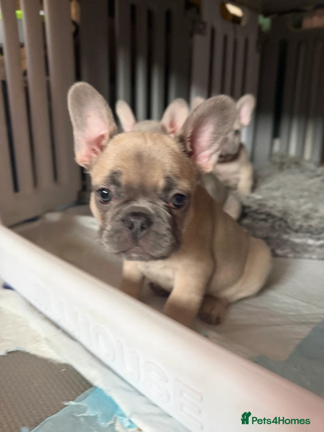French Bulldog dogs for sale: French bulldog puppies  - Advert 3