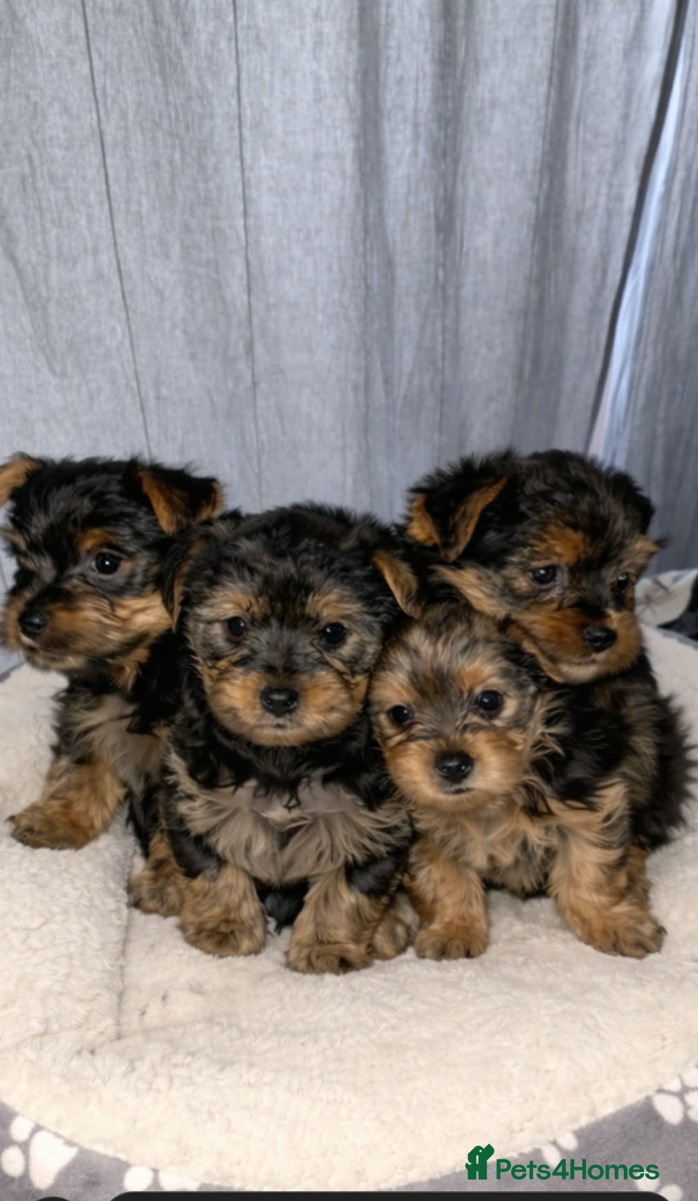 Yorkshire Terrier dogs Yorkshire terrier for sale - Advert 18