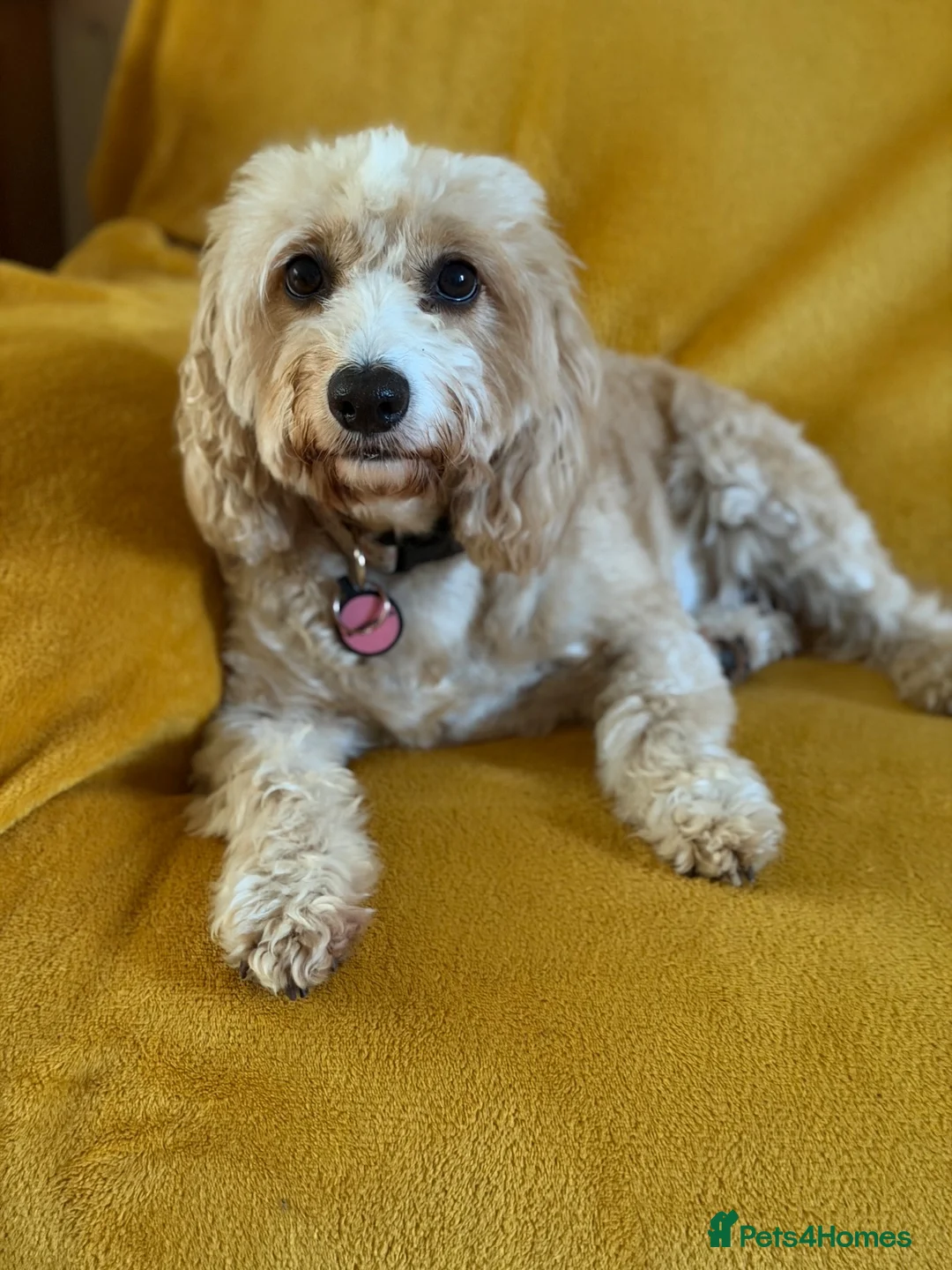 Cockapoo dogs for sale: Very Special Retirement Home Wanted - Advert 6