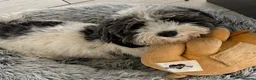 Bernedoodle dogs for sale: True Miniature sized Bernedoodles  - Advert 17
