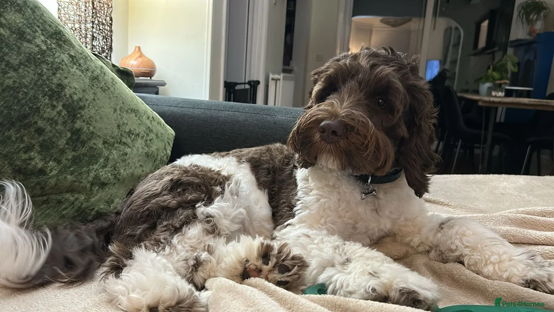 Australian Labradoodle dogs for sale: Ready now Multigen Australian Labradoodles  - Advert 2