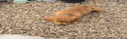 Golden Retriever dogs for sale: Stunning dark Golden retriever puppies - Advert 3