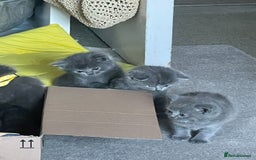 British Shorthair cats for sale: British shorthair kittens London(1 girl only) - Image 14