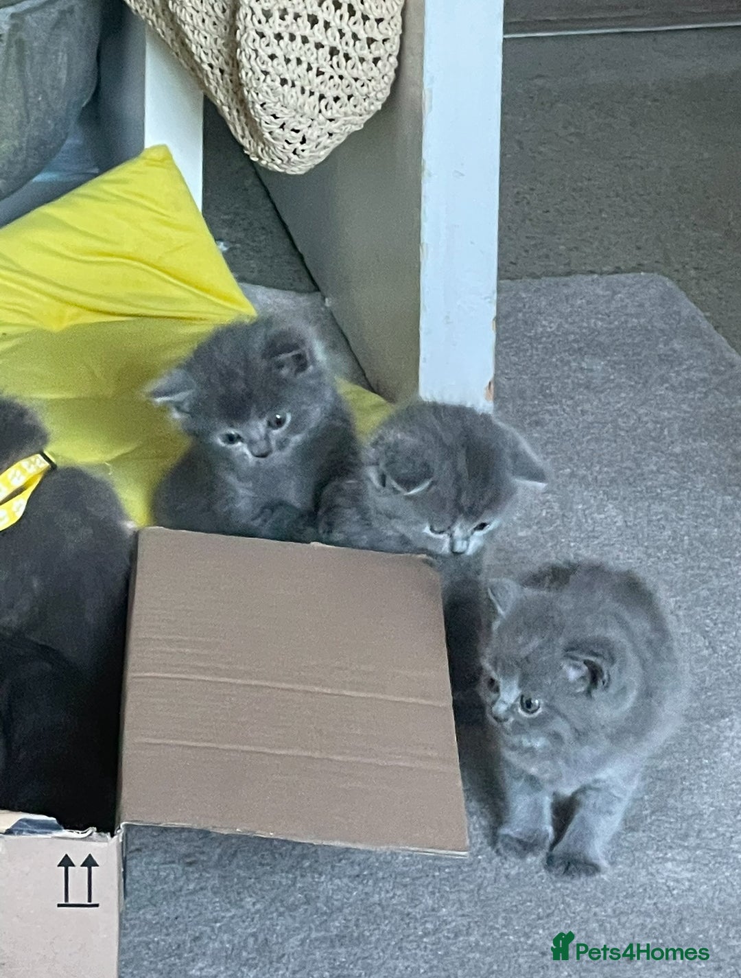 British Shorthair cats for sale: British shorthair kittens London(1 girl only) - Image 14