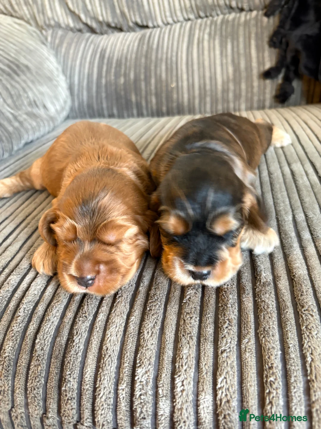 Cocker Spaniel dogs for sale: Stunning show type cocker spaniels  - Advert 2