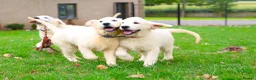 Golden Retriever dogs for sale: Purpose Bred Puppies for Assistance & Family Homes - Advert 11