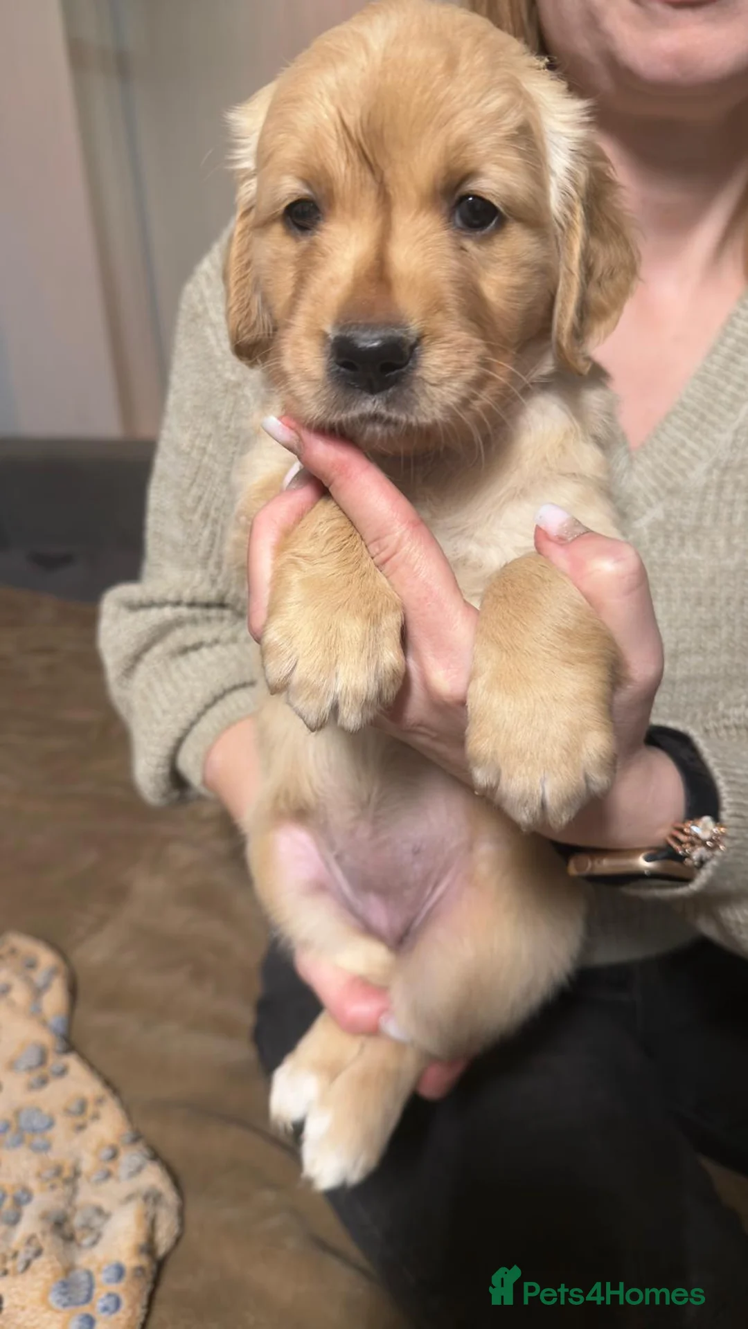 Golden Retriever dogs for sale: Beautifully Coloured Golden Retriever Puppies - Advert 12