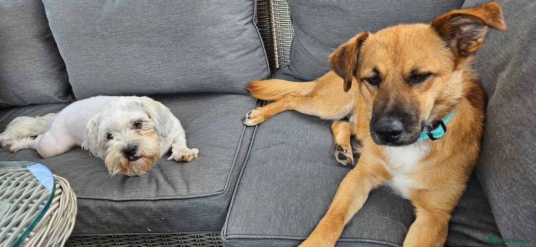 Mixed Breed dogs for adoption: Mischievous Mylough in Northampton - Image 7