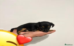Jack Russell dogs for sale: Jack Russell Puppies  - Image 4