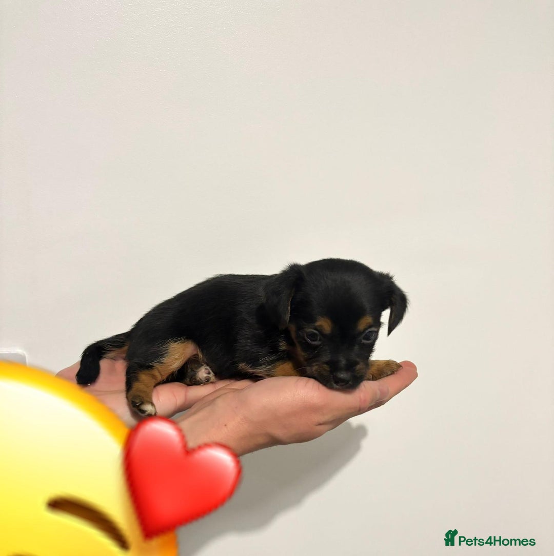 Jack Russell dogs for sale: Jack Russell Puppies  - Image 4