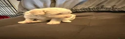 Jackapoo dogs for sale: ❌ 3 LEFT ❌ FB1 jackapoo puppies  - Advert 13