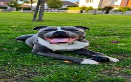 Dorset Olde Tyme Bulldogge dogs for sale: Olde tyme bulldogge puppies - Image 2