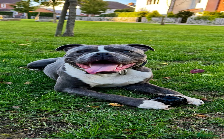 Dorset Olde Tyme Bulldogge dogs - Advert 1