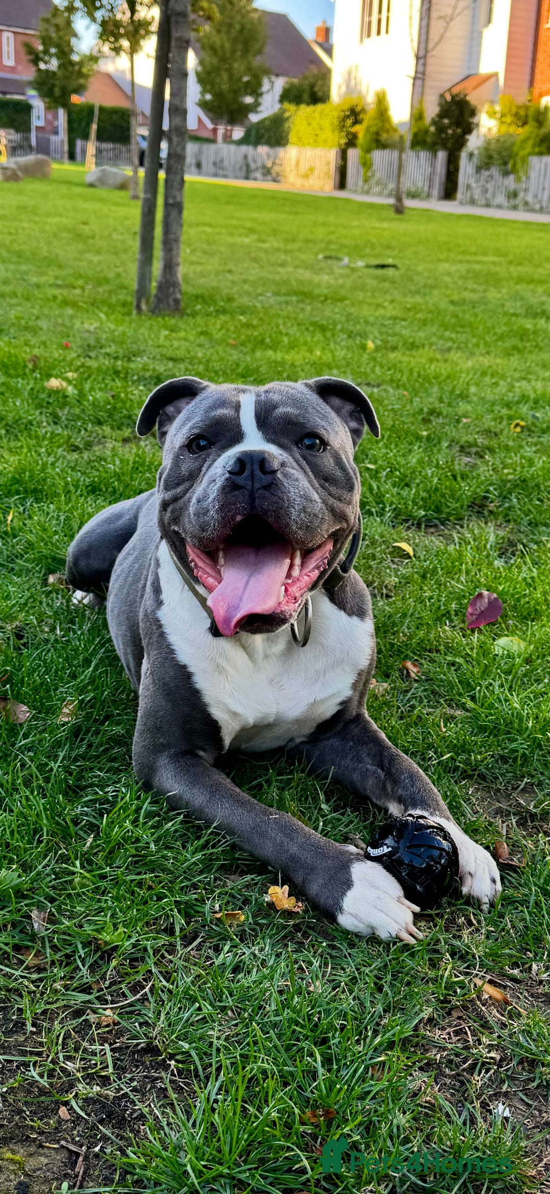 Dorset Olde Tyme Bulldogge dogs for sale: Olde tyme bulldogge puppies - Image 2