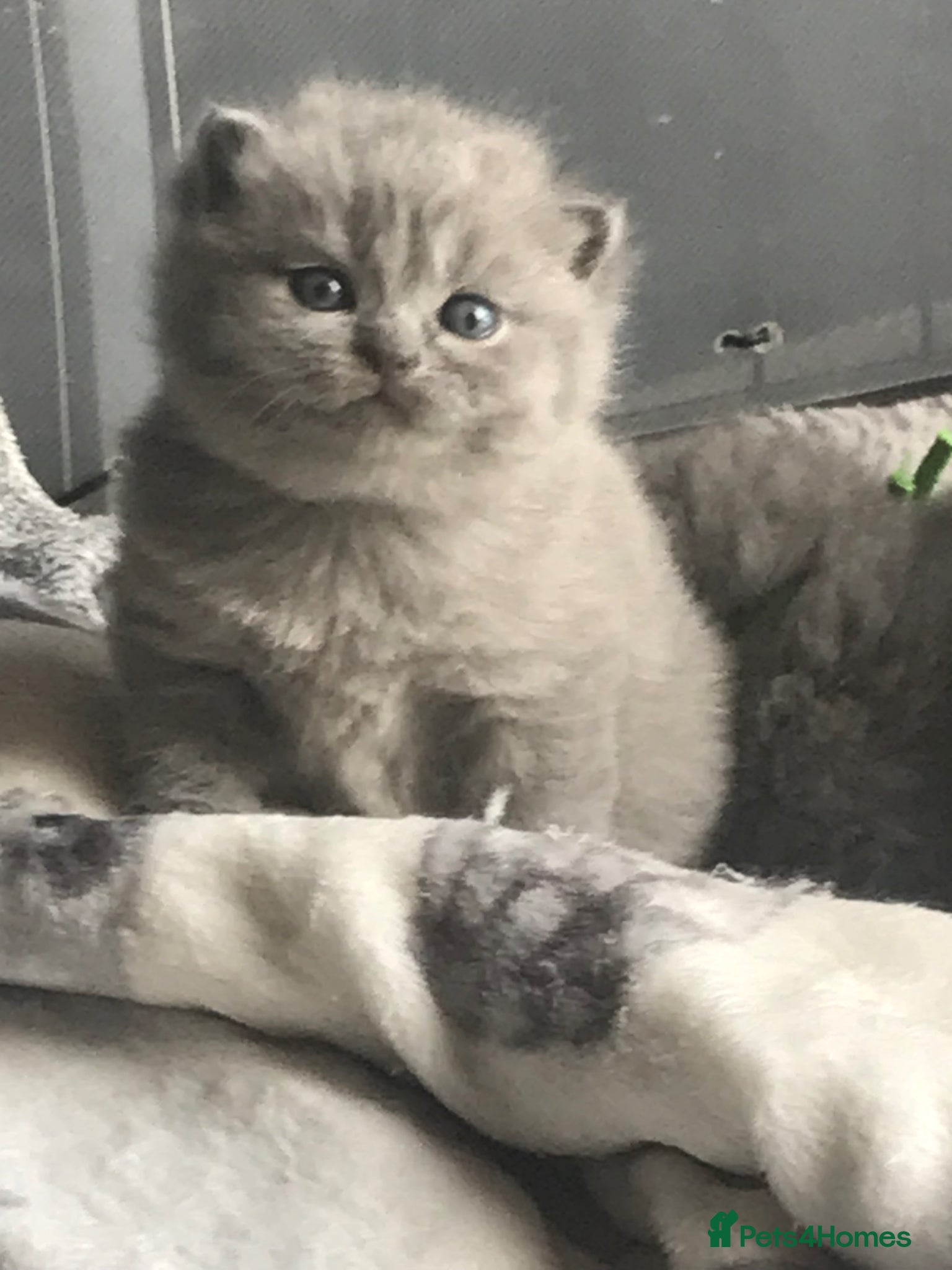 British Shorthair cats GCCF Registered Bi-colour and Blue Kittens - Advert 18