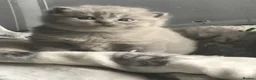 British Shorthair cats for sale: GCCF Registered Bi-colour Kitten - Advert 15