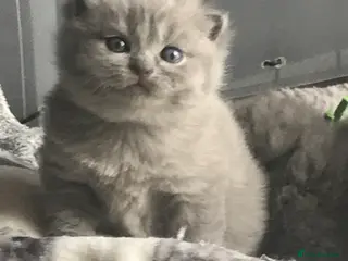 British Shorthair cats GCCF Registered Bi-colour and Blue Kittens - Advert 18
