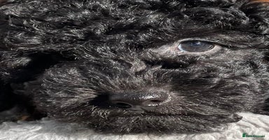 Cavapoo dogs - Advert 12