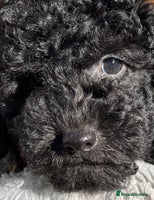 Cavapoo dogs - Advert 12